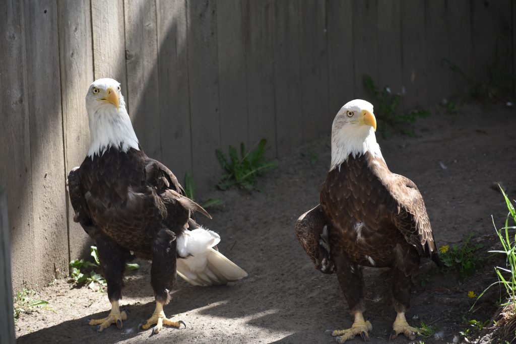 Bald Eagle Saginaw Children's Zoo