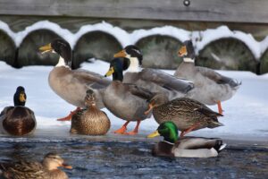 ducks in pond